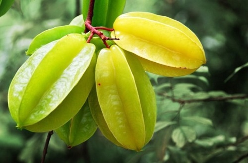 Dùng khế chua chữa nhiệt miệng chảy máu chân răng ở trẻ