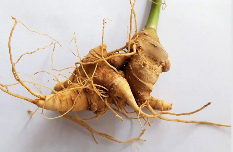 Dùng sâm Ngọc Linh ngâm rượu giúp bổ thận tráng dương