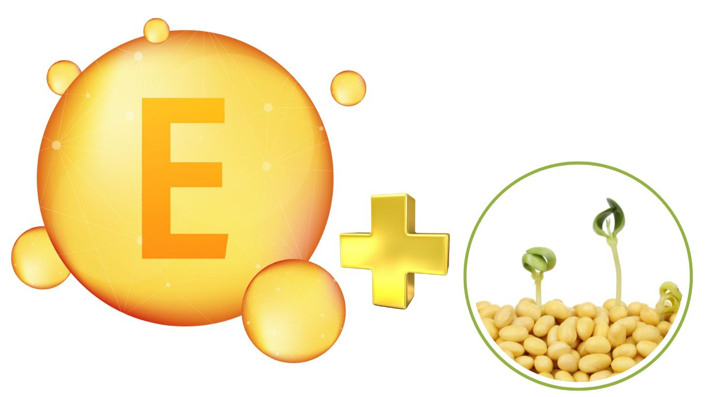 Mầm đậu nành có nồng độ vitamin E cùng hoạt chất isoflavones cao