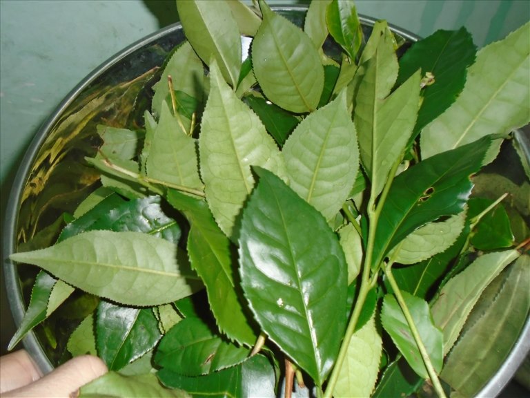 Tắm nước lá trà xanh giảm mẩn đỏ ngứa ngáy và thúc đẩy da phục hồi