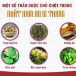 Thành phần trong Nhất Nam An Bì Thang đảm bảo chất lượng và an toàn cho sức khỏe